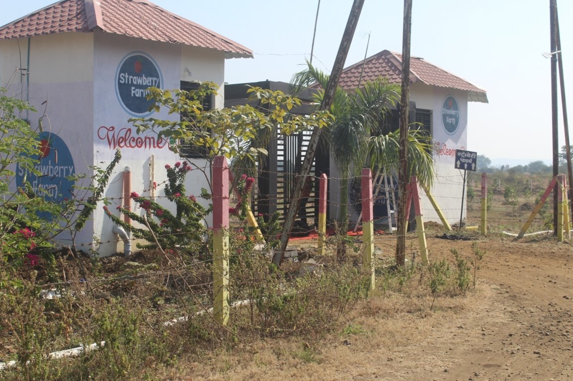  strawberry farm Plot