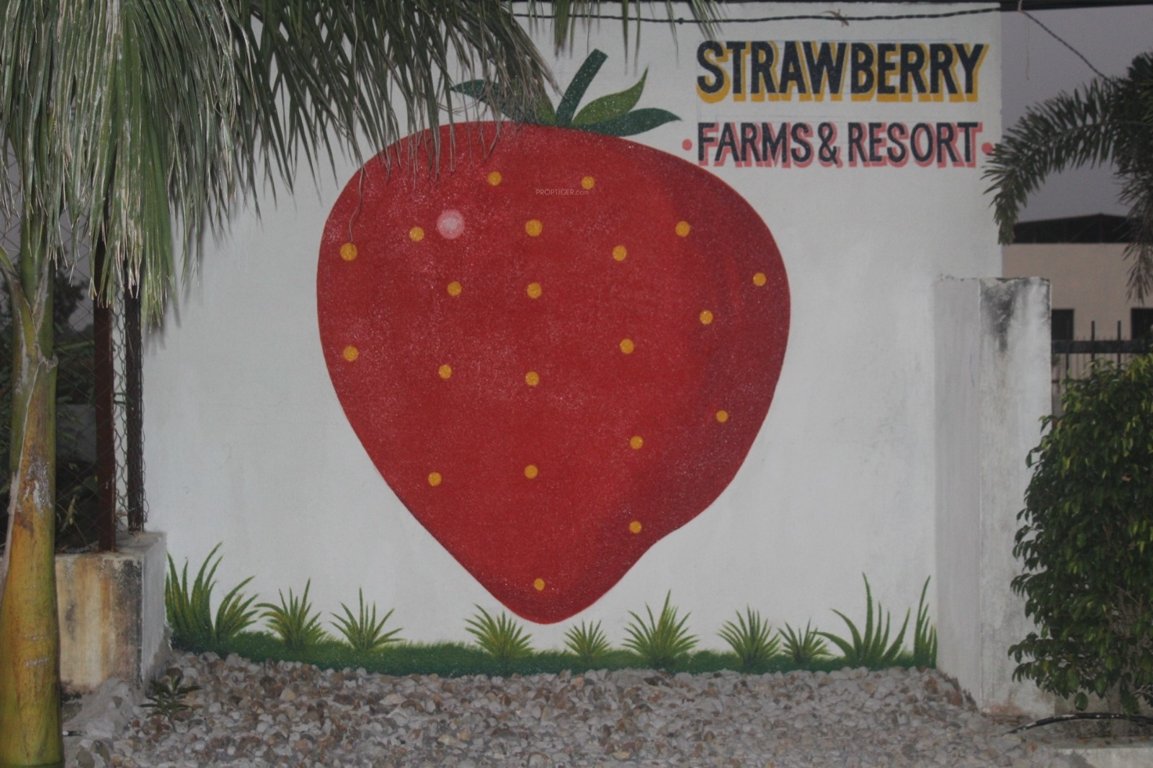  strawberry farm Plot