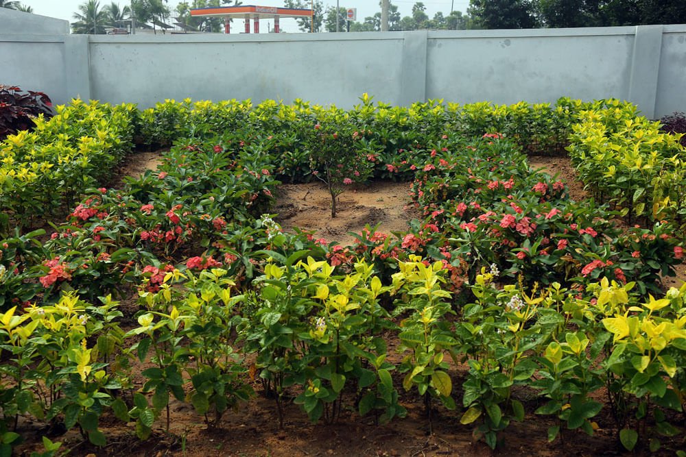 thalluri township Flower Garden