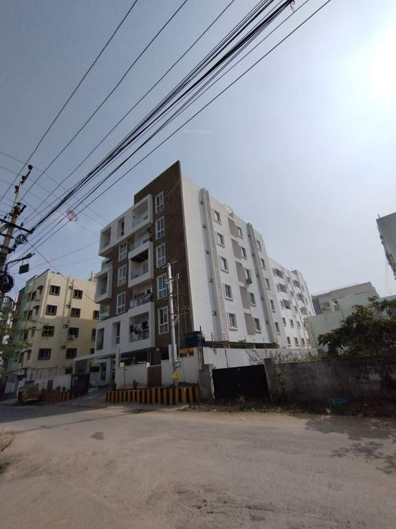  eucalyptus Landscape Garden and Tree Planting