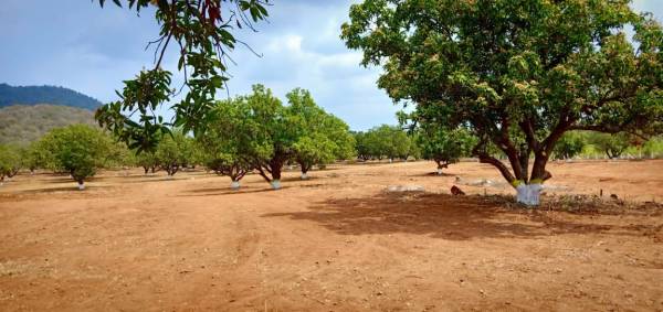  organic-farm-land Plot