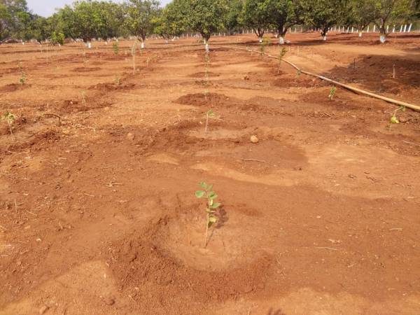  organic-farm-land Plot