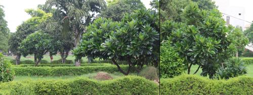  vihar-city Landscape Garden and Tree Planting