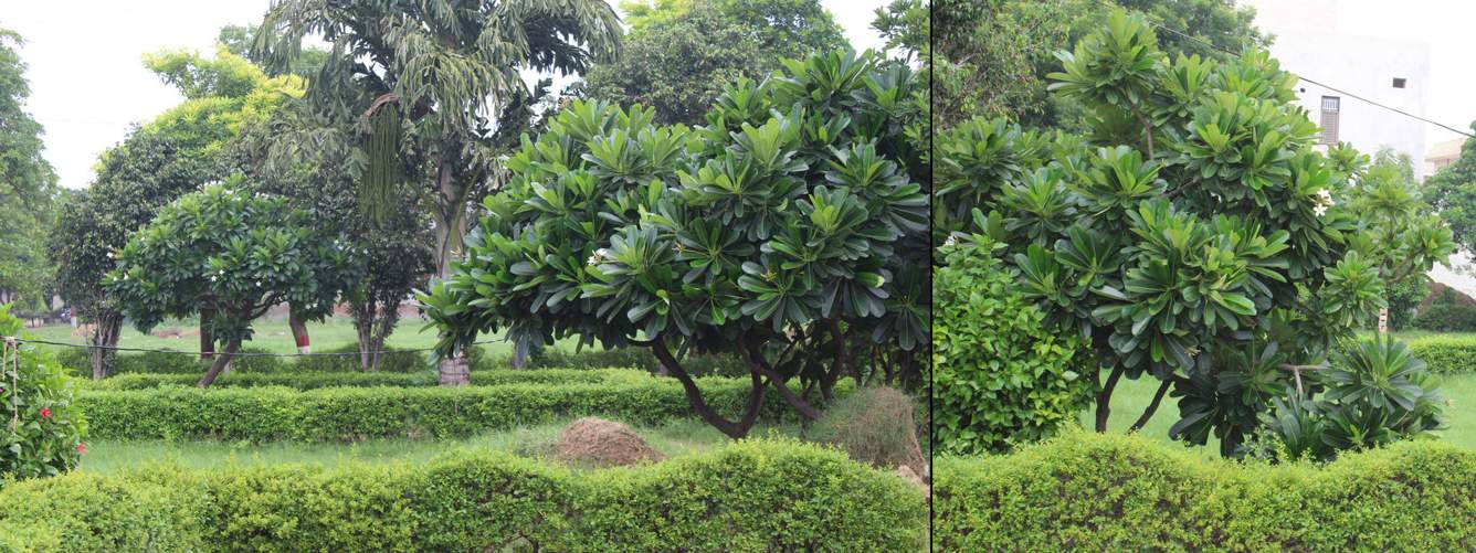  vihar city Landscape Garden and Tree Planting