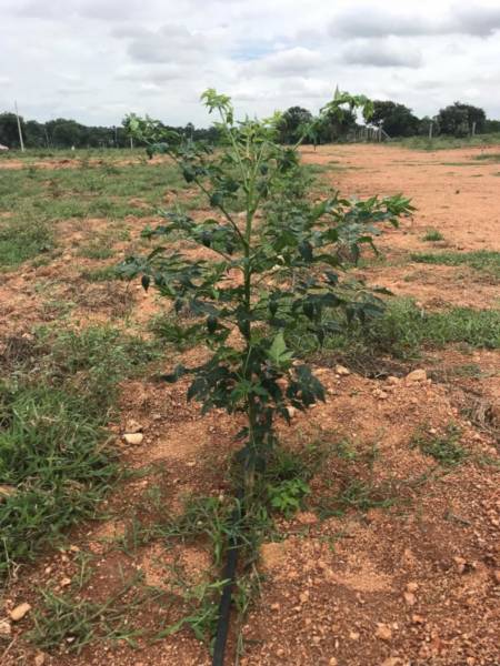 Plot greenlands Plot