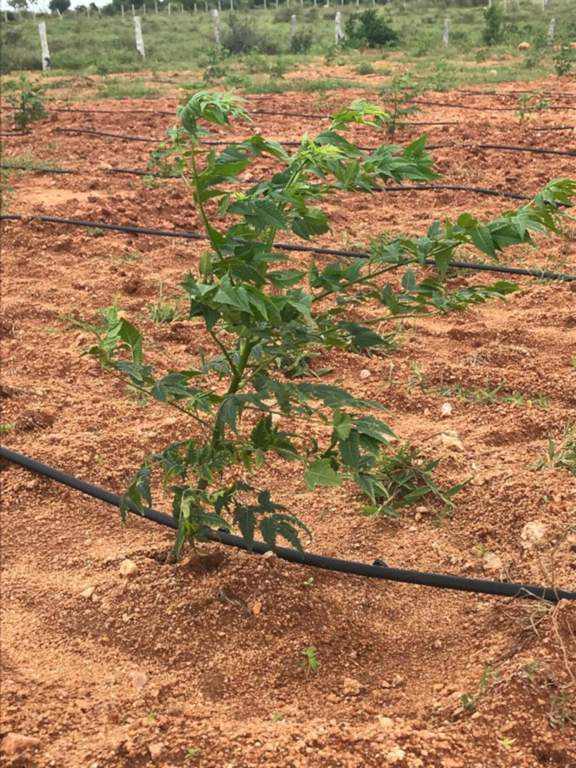  greenlands Plot