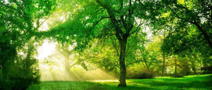  the imperial address phase ii Landscaped Gardens