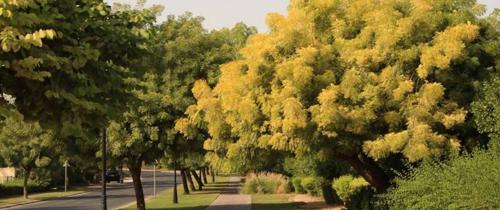  marbella-village Landscaped Gardens
