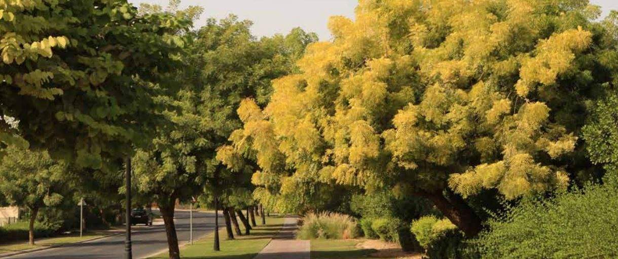  marbella village Landscaped Gardens