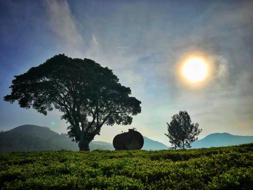  royal-crown-vesta Landscaped Gardens