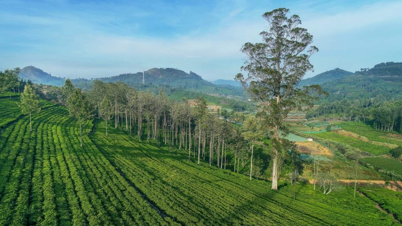 royal crown vesta Landscaped Gardens