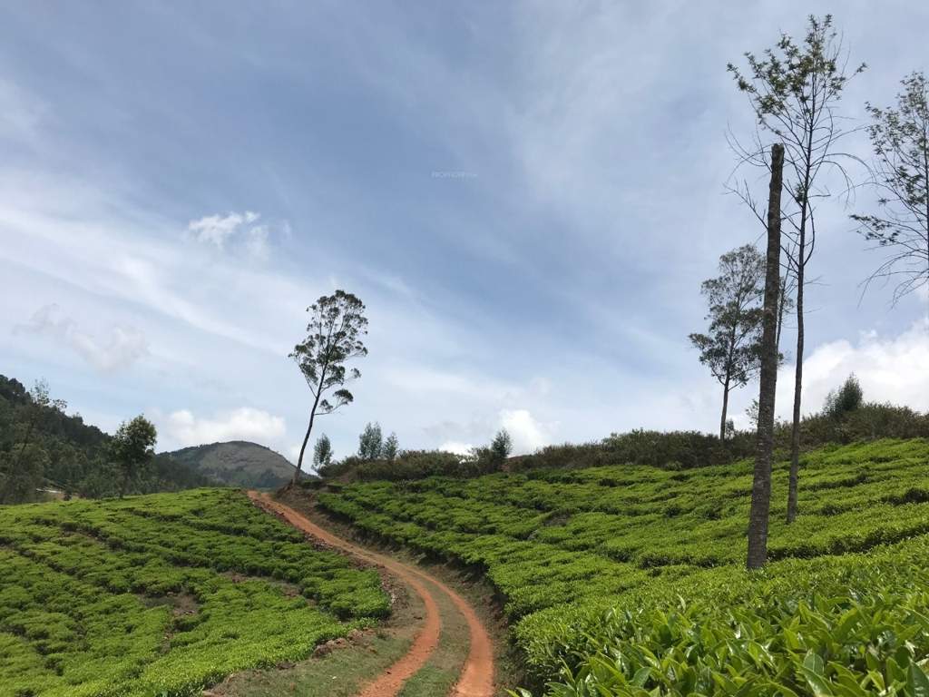 royal crown vesta Landscaped Gardens