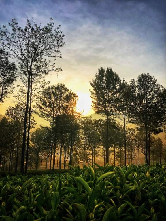 royal crown vesta Landscaped Gardens