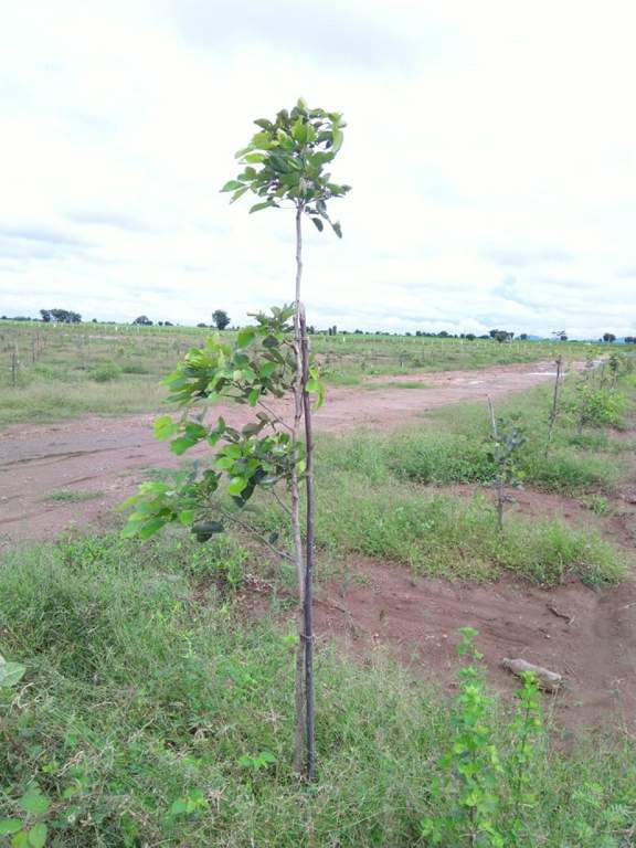  sivani gardens Plot