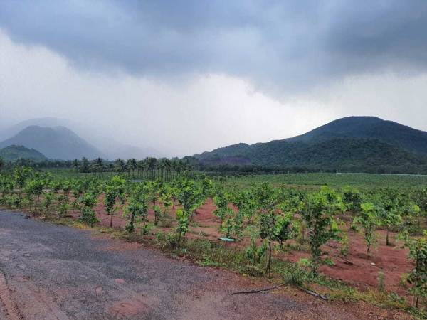 Elevation sandal-gardens Elevation