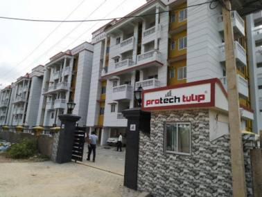 Elevation tulip Elevation