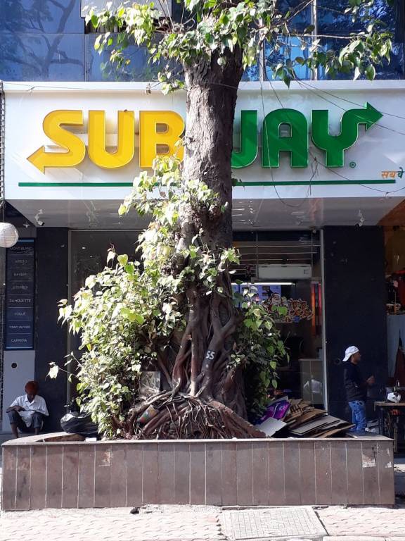 Morphosis Morphosis Adajioa