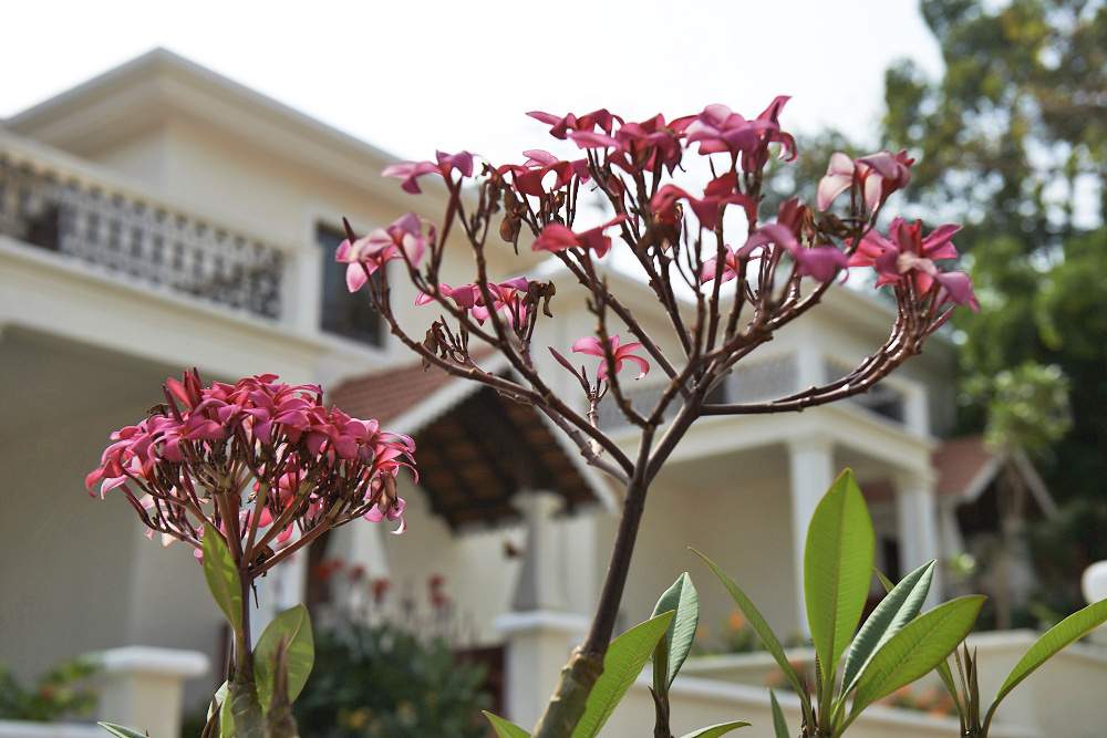 Classic Pinto Rosario Square