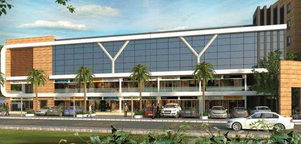  windsor-aralia Others