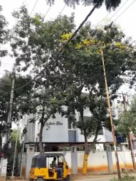 mainOther of Pride Pride Elite