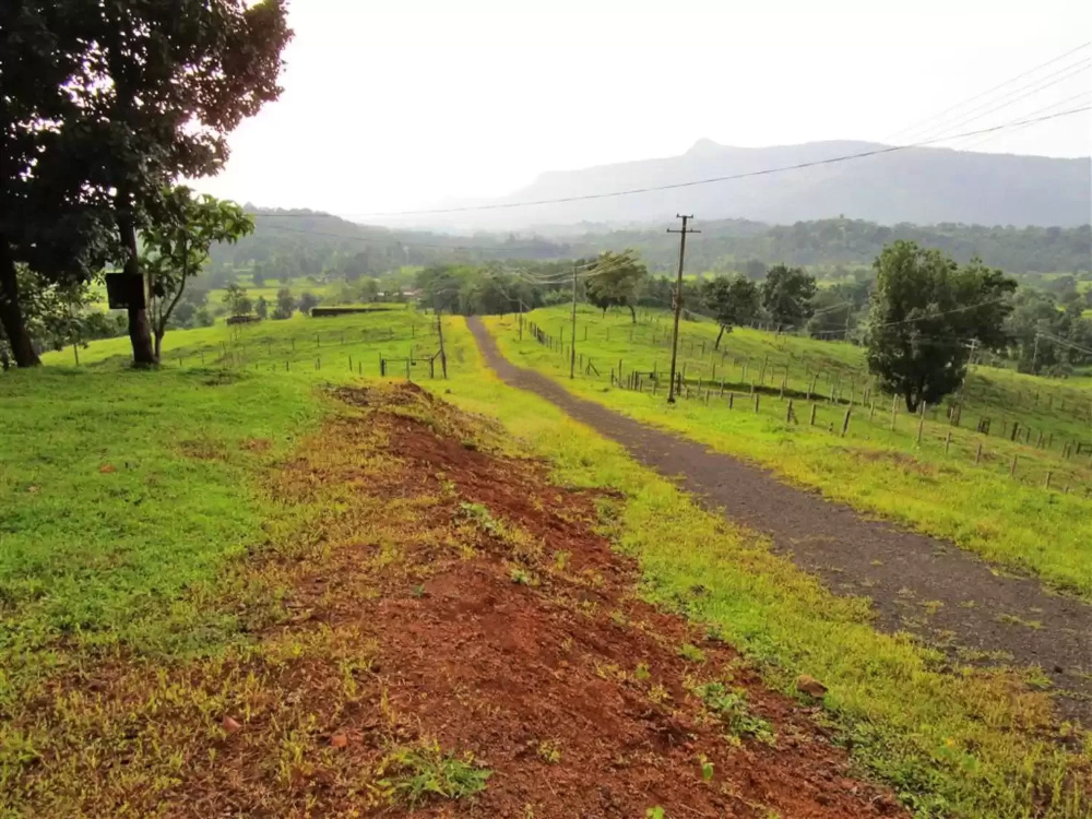  elegant embrossia Others