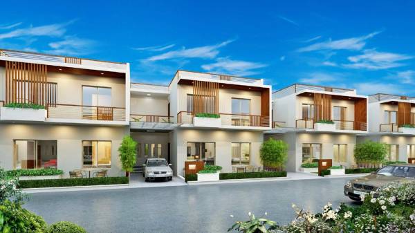 main of Rhea Bird of Paradise