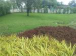 Landscape Garden and Tree Planting soumya-marvella Landscape Garden and Tree Planting