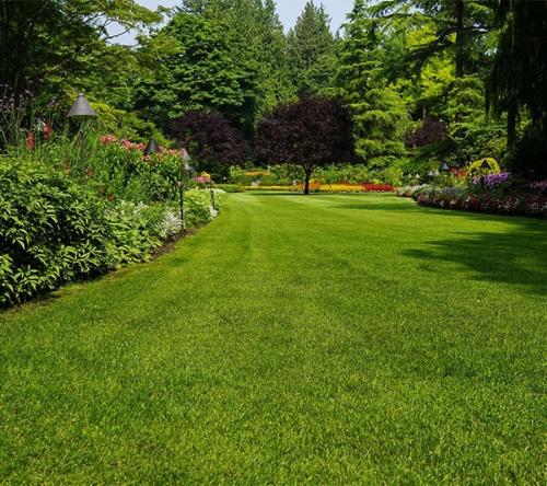 Landscape Garden and Tree Planting riyasat-hills Landscape Garden and Tree Planting