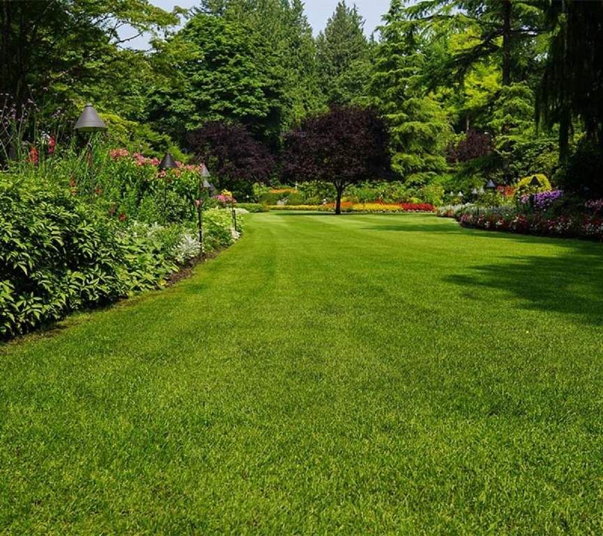  riyasat hills Landscape Garden and Tree Planting