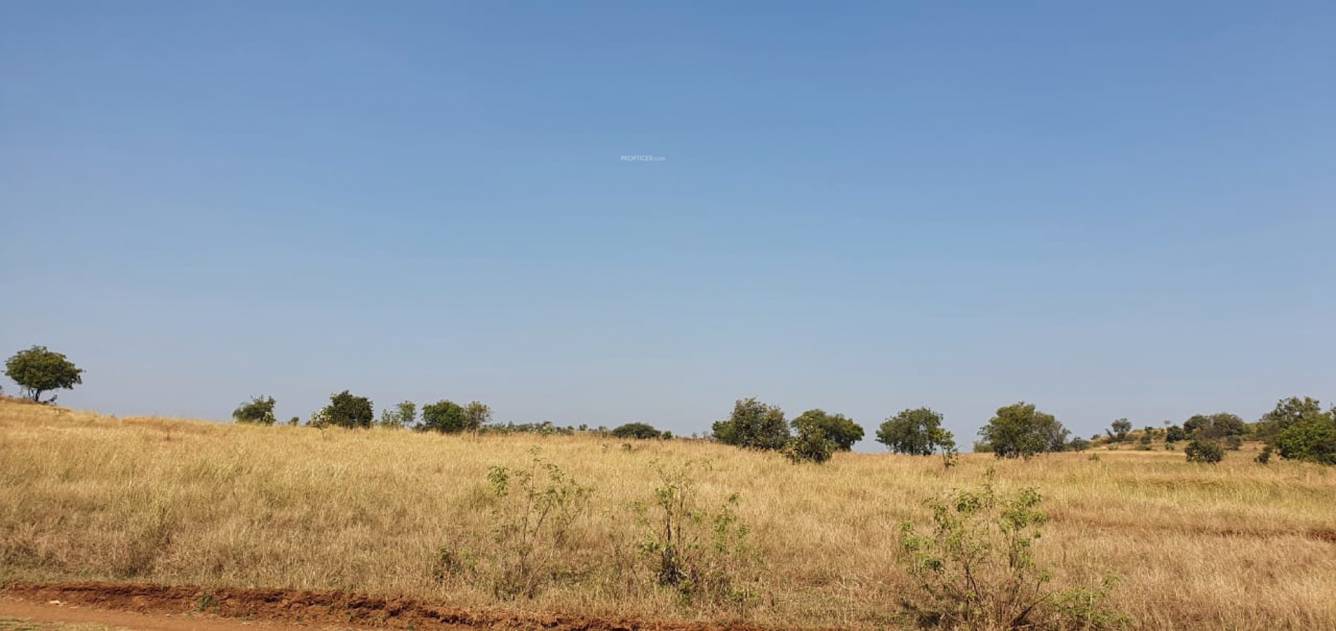  golden grass Elevation