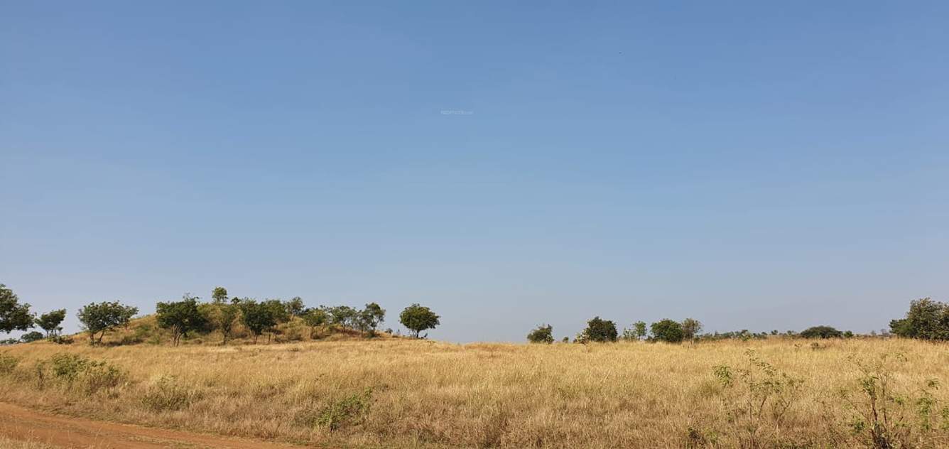  golden grass Plot