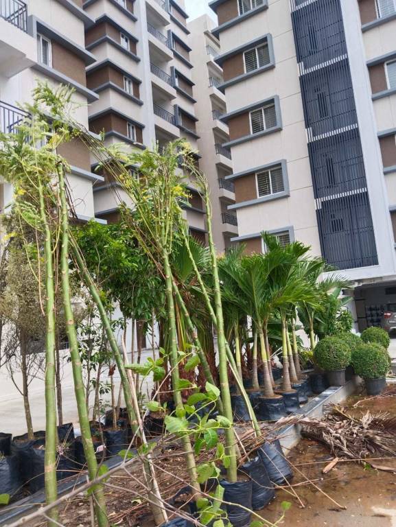  de stature Elevation