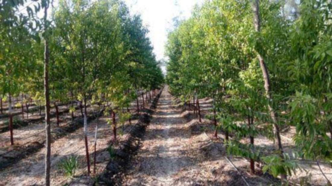  lepakshi greens Landscaping & Tree Planting