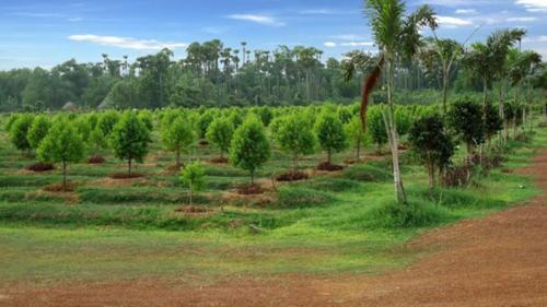  lepakshi-greens Landscaping & Tree Planting
