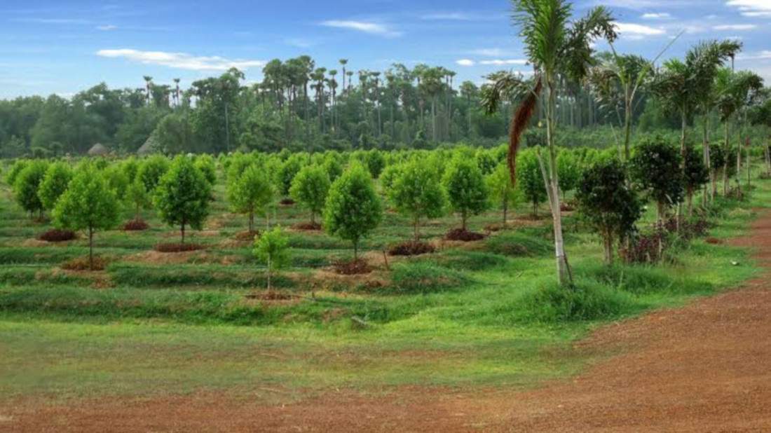  lepakshi greens Landscaping & Tree Planting