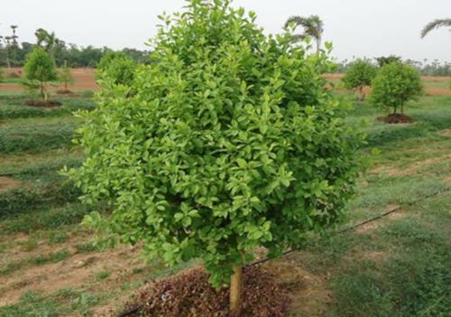  lepakshi-greens Landscaping & Tree Planting