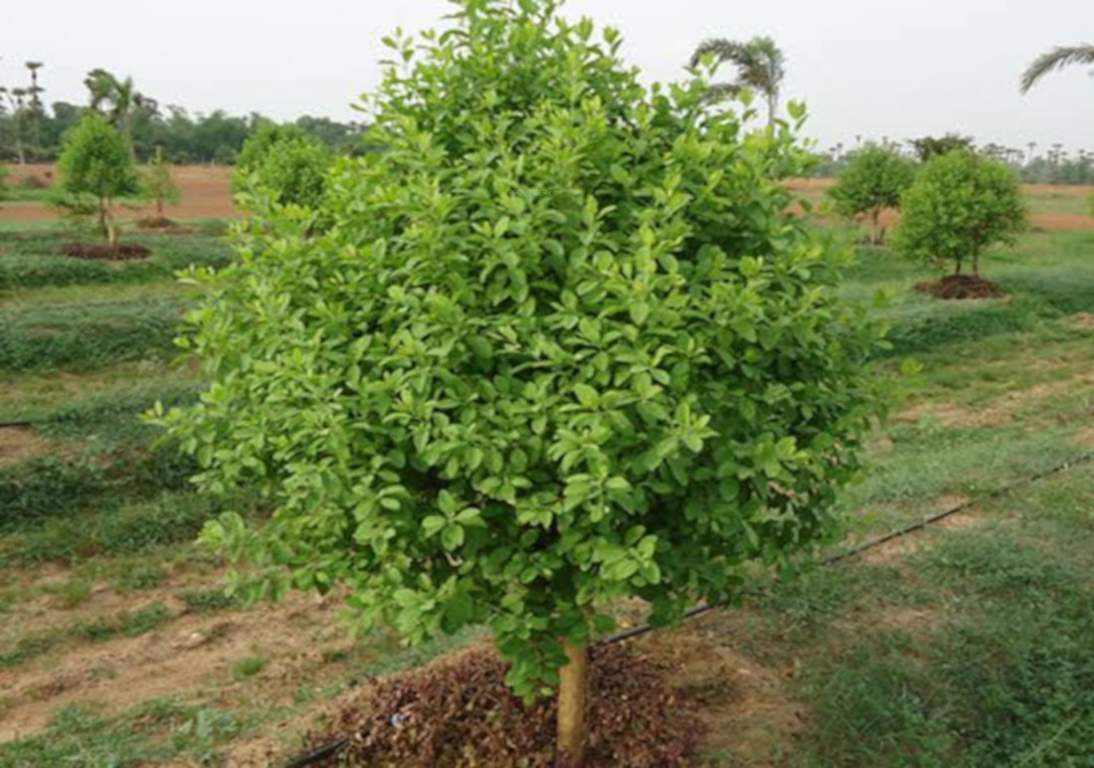  lepakshi greens Landscaping & Tree Planting