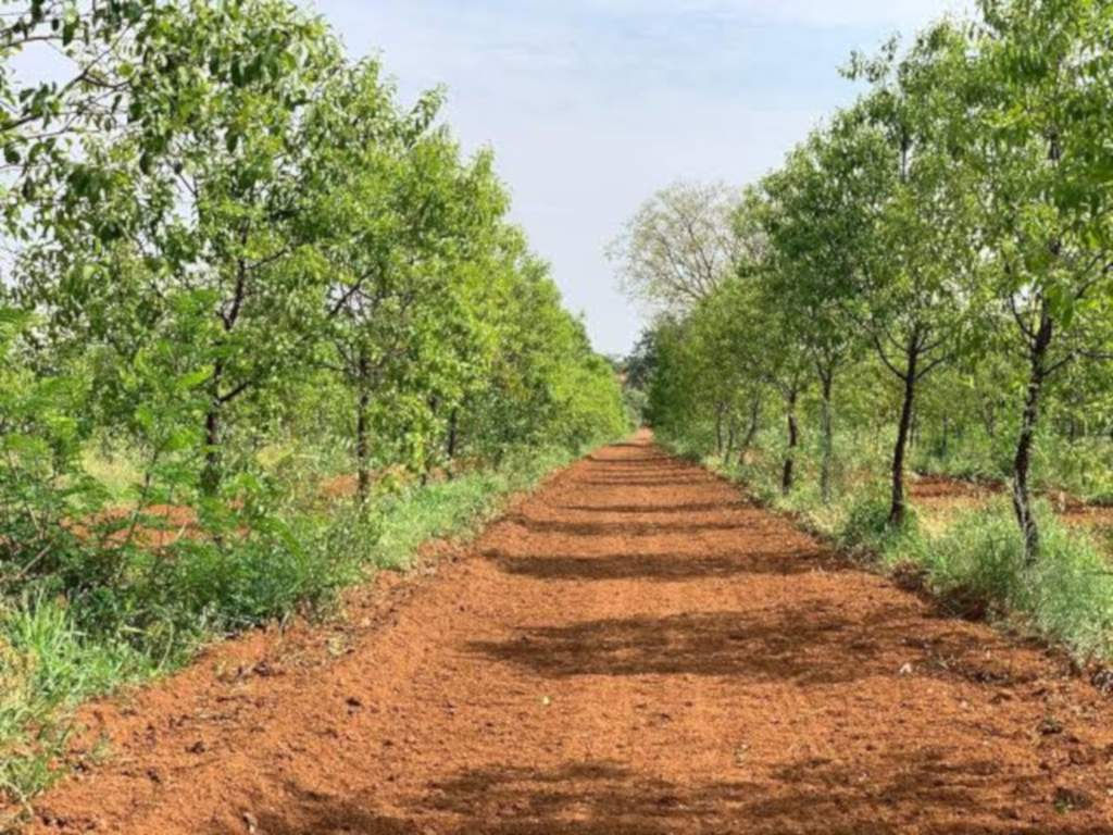  lepakshi greens Landscaping & Tree Planting