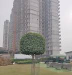 constructionStatus of The Medallion