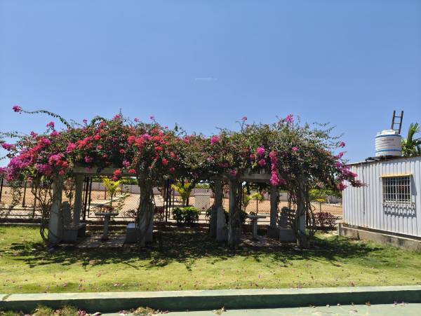  grevillea-a-block Others