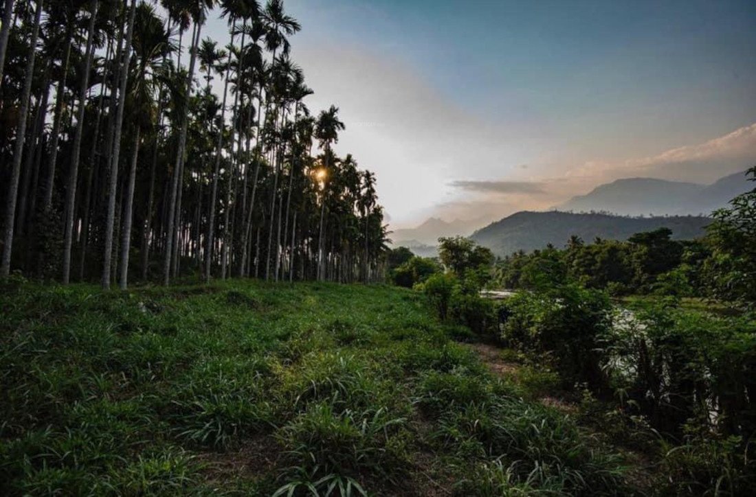 maayya Landscaping & Tree Planting