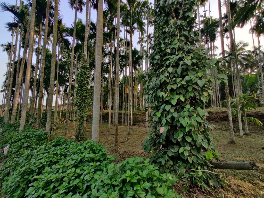 maayya Landscaping & Tree Planting