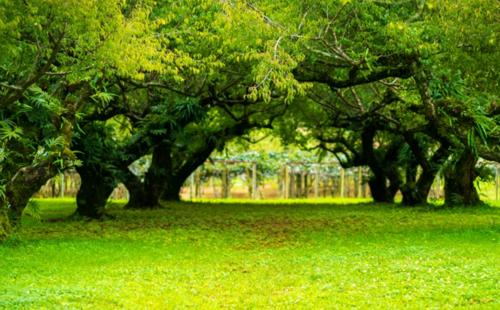  galaxy-phase-ii Landscape Garden and Tree Planting