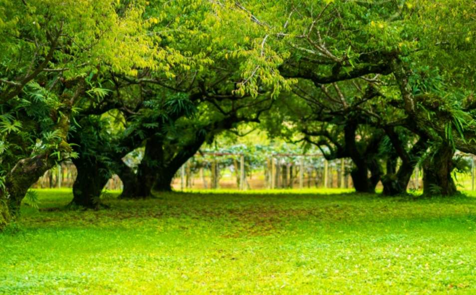  galaxy phase ii Landscape Garden and Tree Planting