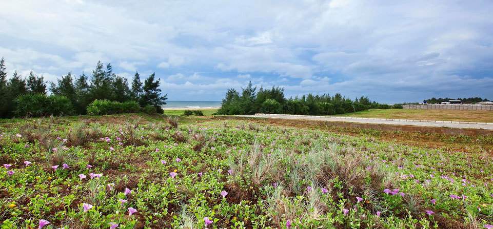  marina Landscape Garden and Tree Planting