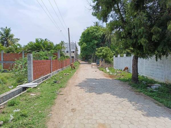 Others sai-sun-paraiso Others