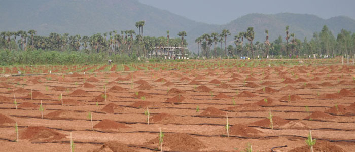 sai vanam Plot