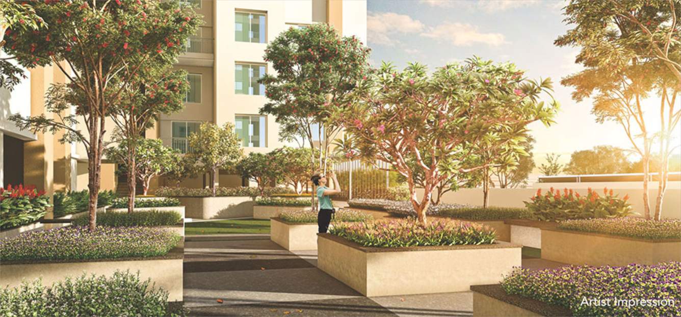  palladium plus Landscape Garden and Tree Planting