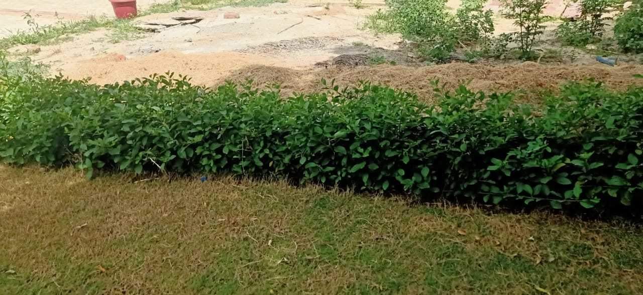 green villas ii Landscape Garden and Tree Planting