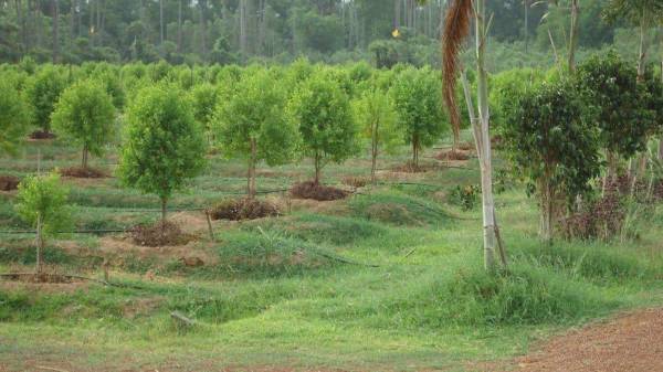  honey-mega-farms Elevation